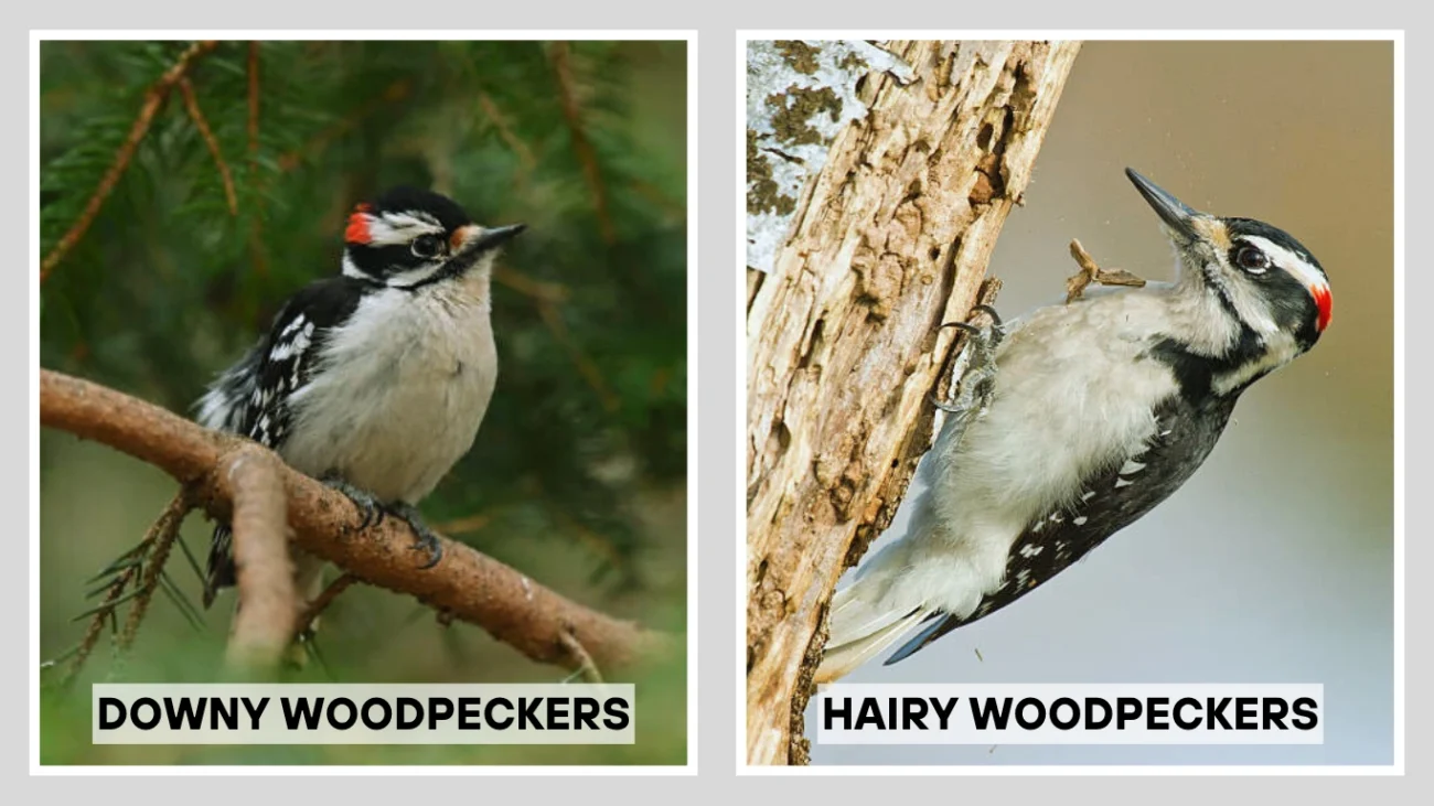  Move upMove downToggle panel: WPCode Page Scripts  Post  Block  Hairy Woodpecker vs Downy Woodpecker Differences in Behavior and Habitat