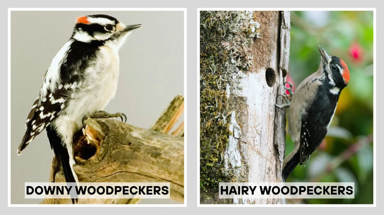 Hairy Woodpecker vs Downy Woodpecker Differences in Vocalizations