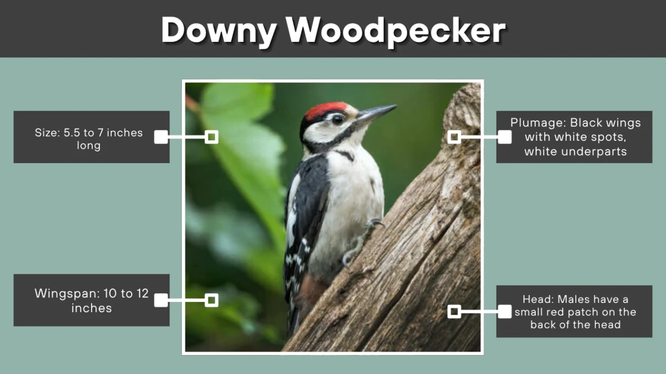 Downy Woodpecker