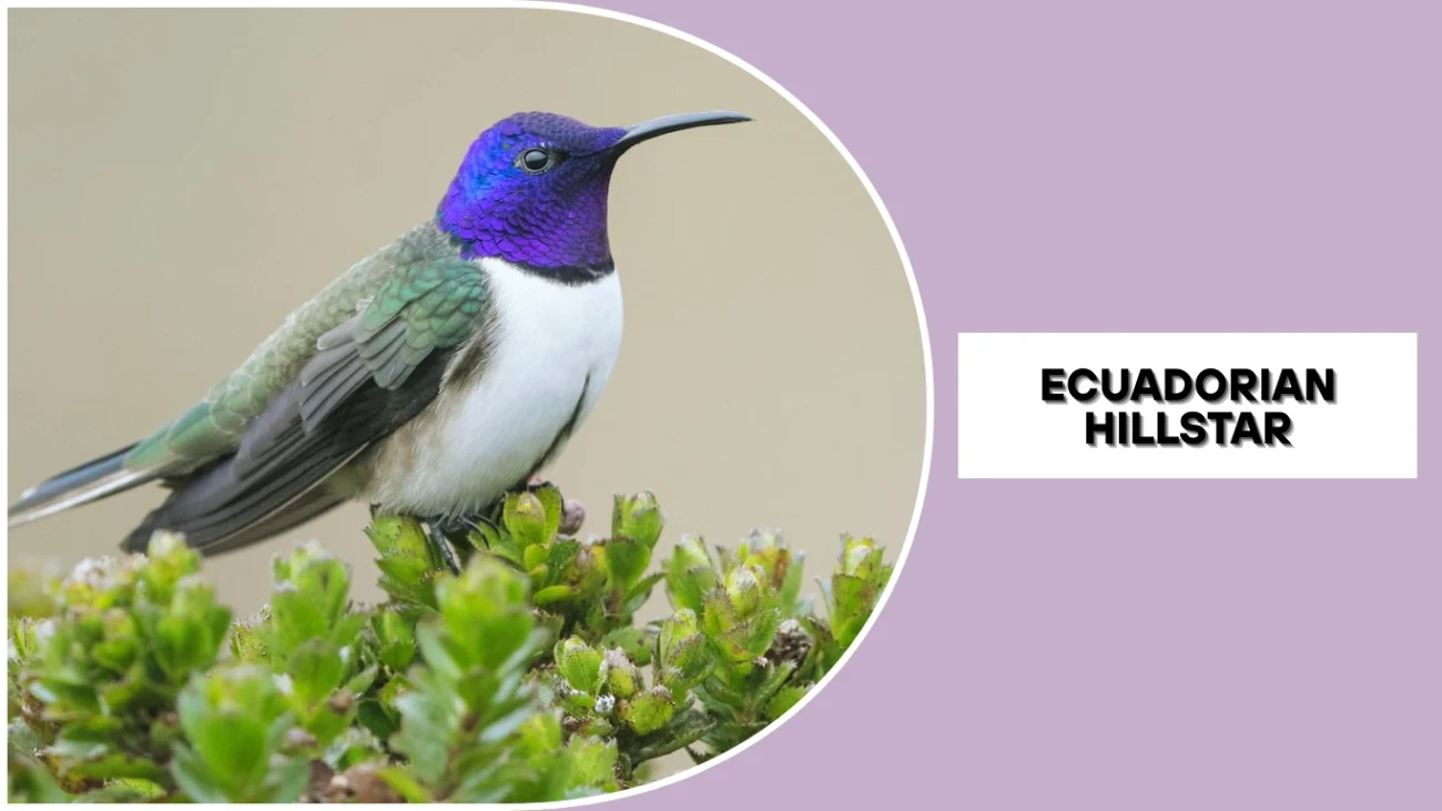 Ecuadorian Hillstar