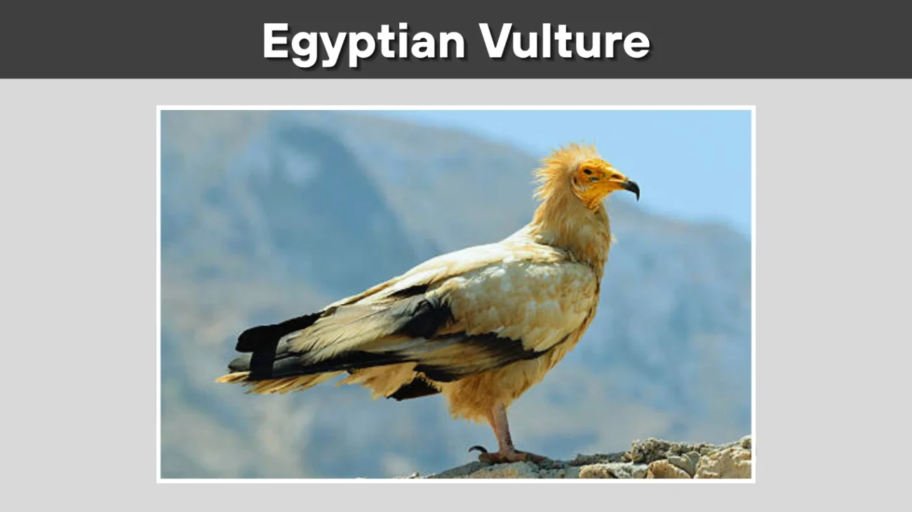 Egyptian Vulture