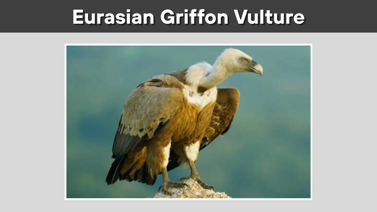 Eurasian Griffon Vulture