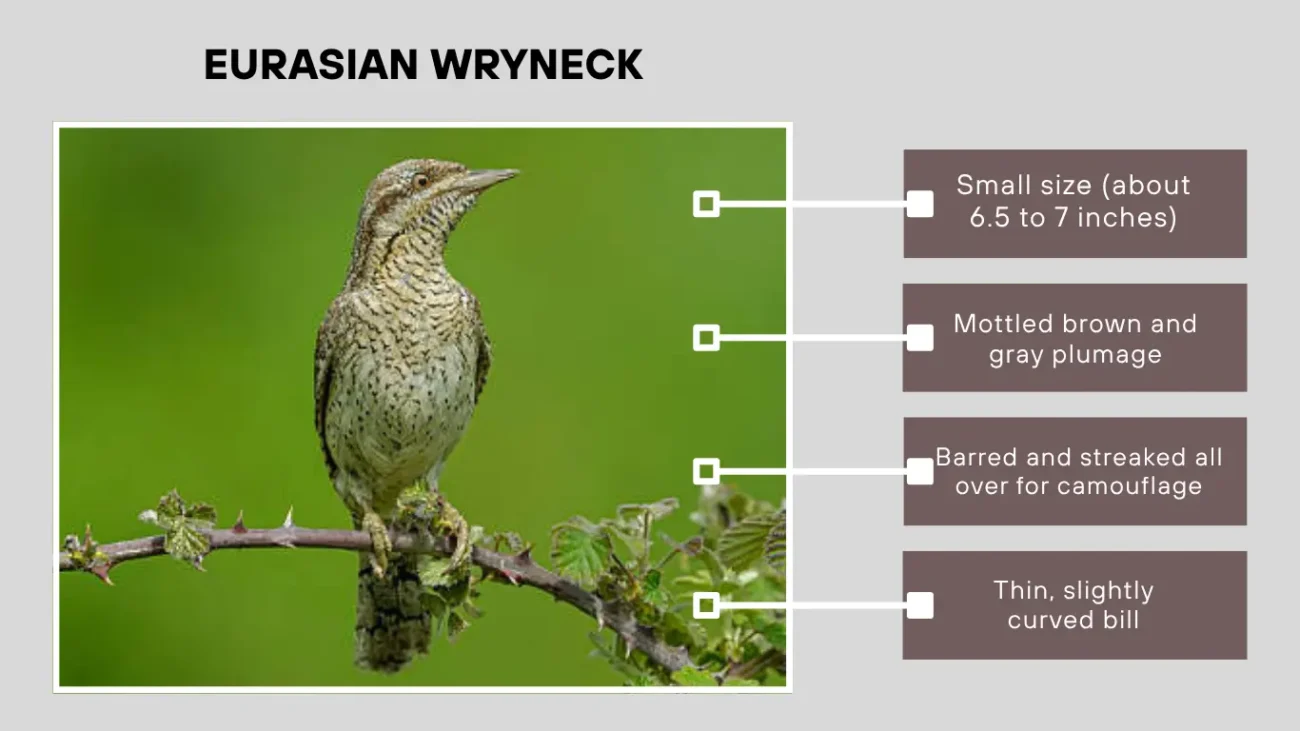 Eurasian Wryneck