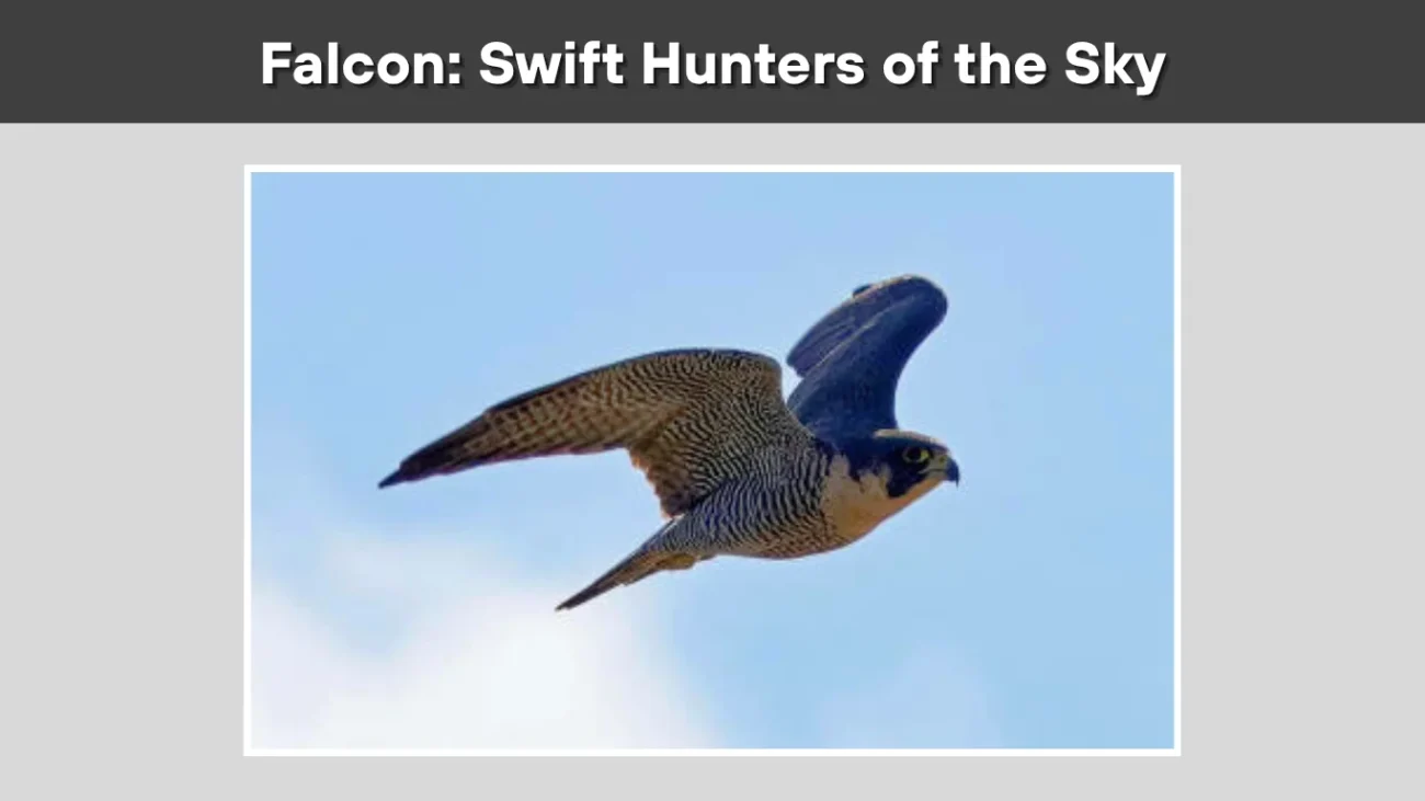 Falcon Swift Hunters of the Sky