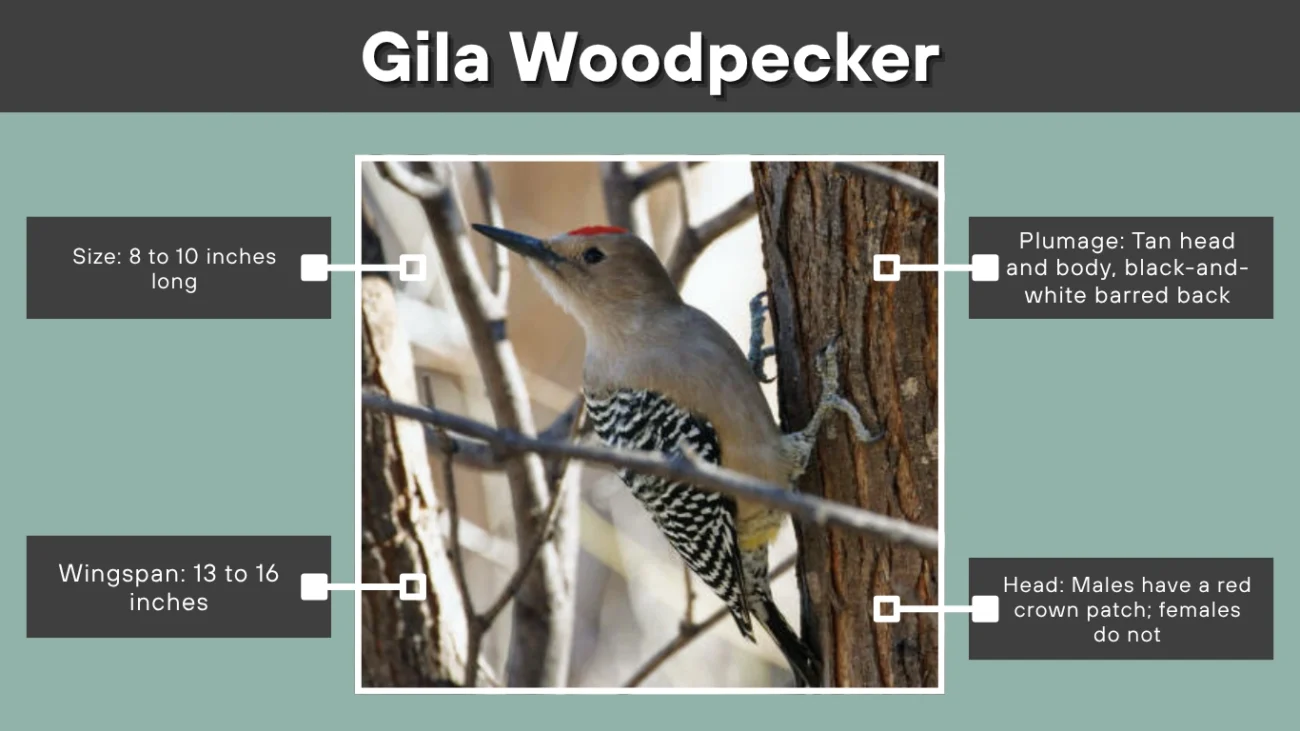 Gila Woodpecker