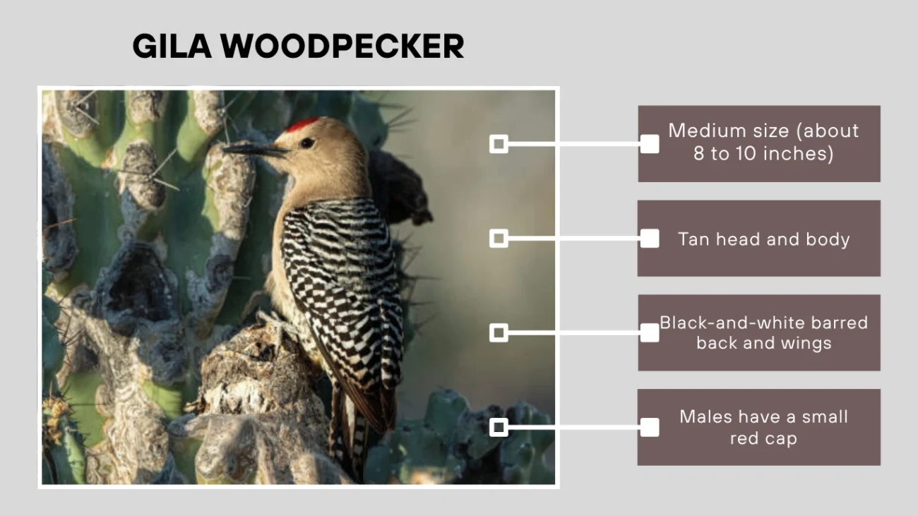 Gila Woodpecker