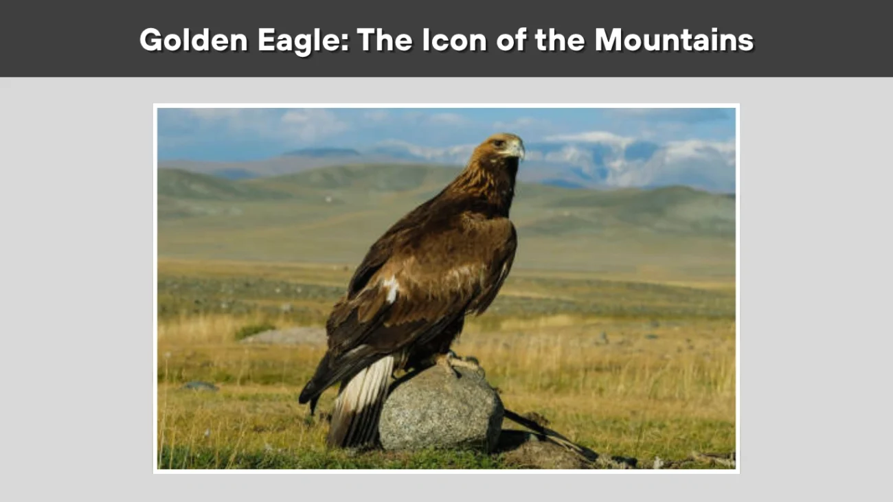 Golden Eagle The Icon of the Mountains