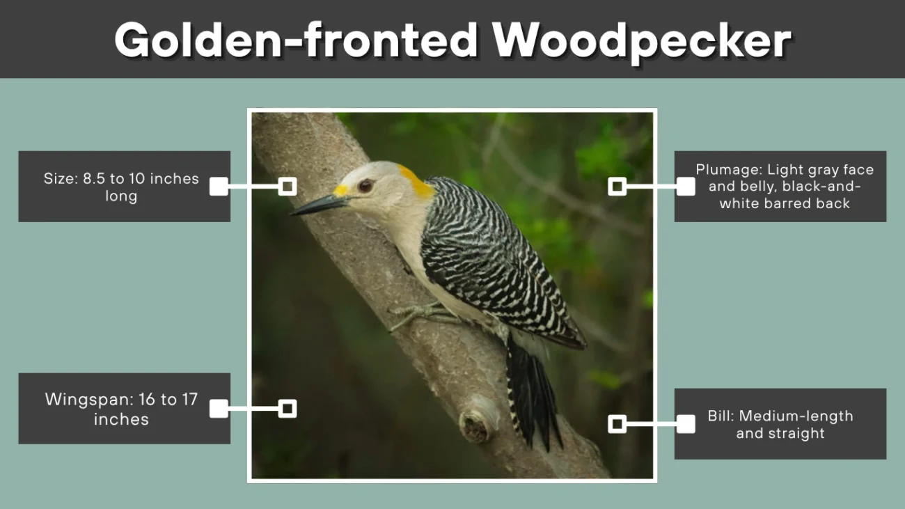 Golden-fronted Woodpecker