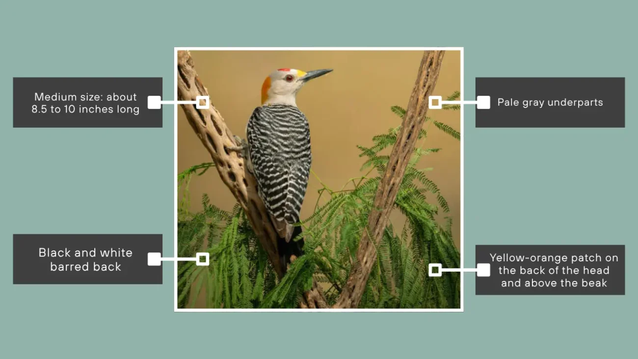 Golden-fronted Woodpecker