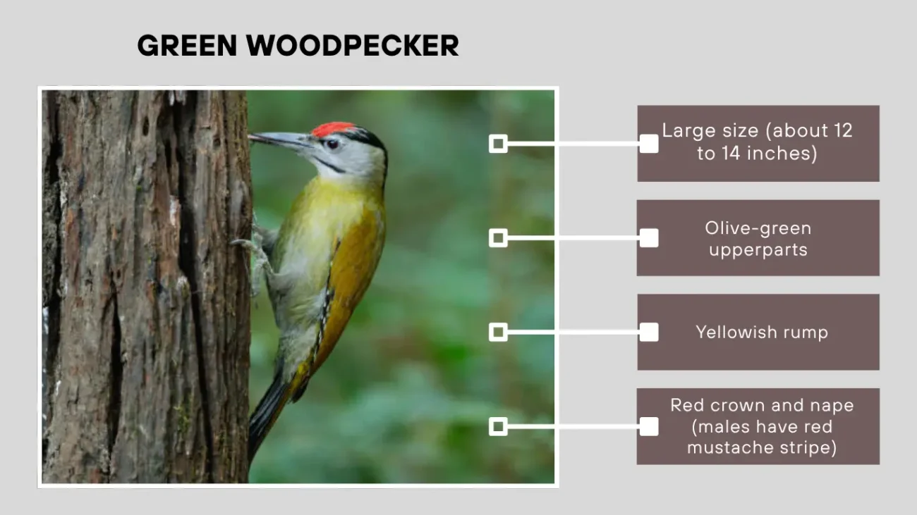 Green Woodpecker