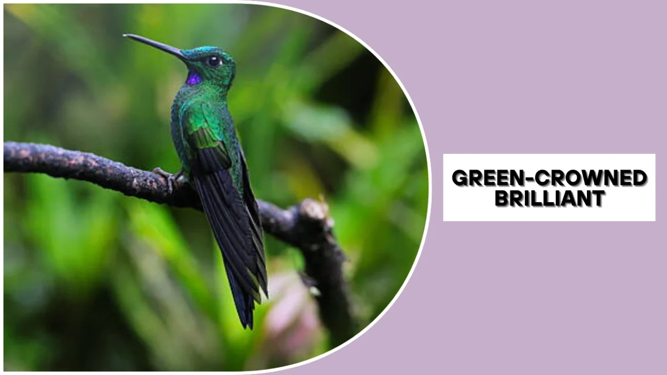 Green-crowned Brilliant