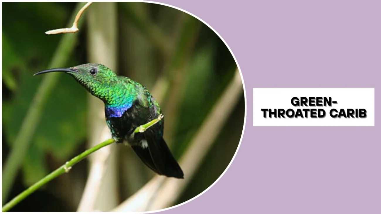 Green-throated Carib