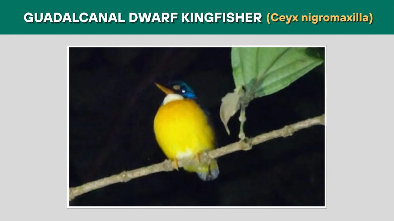 Guadalcanal Dwarf Kingfisher (Ceyx nigromaxilla)