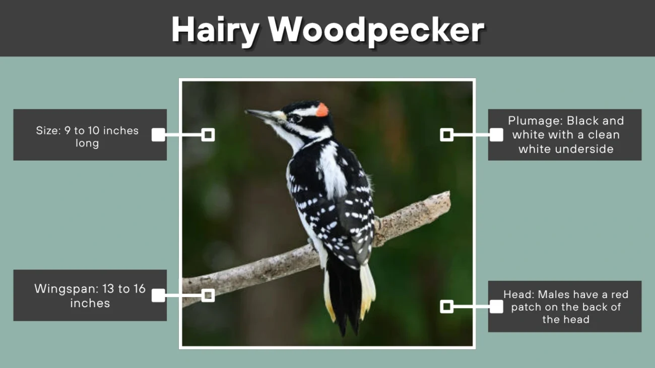 Hairy Woodpecker