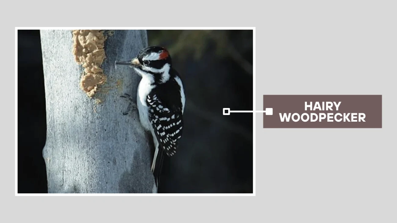 Hairy Woodpecker