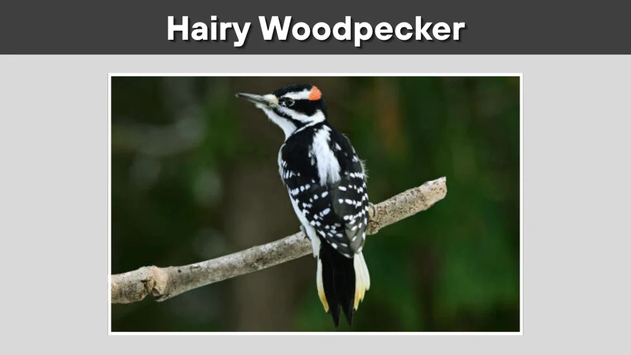 Hairy Woodpecker