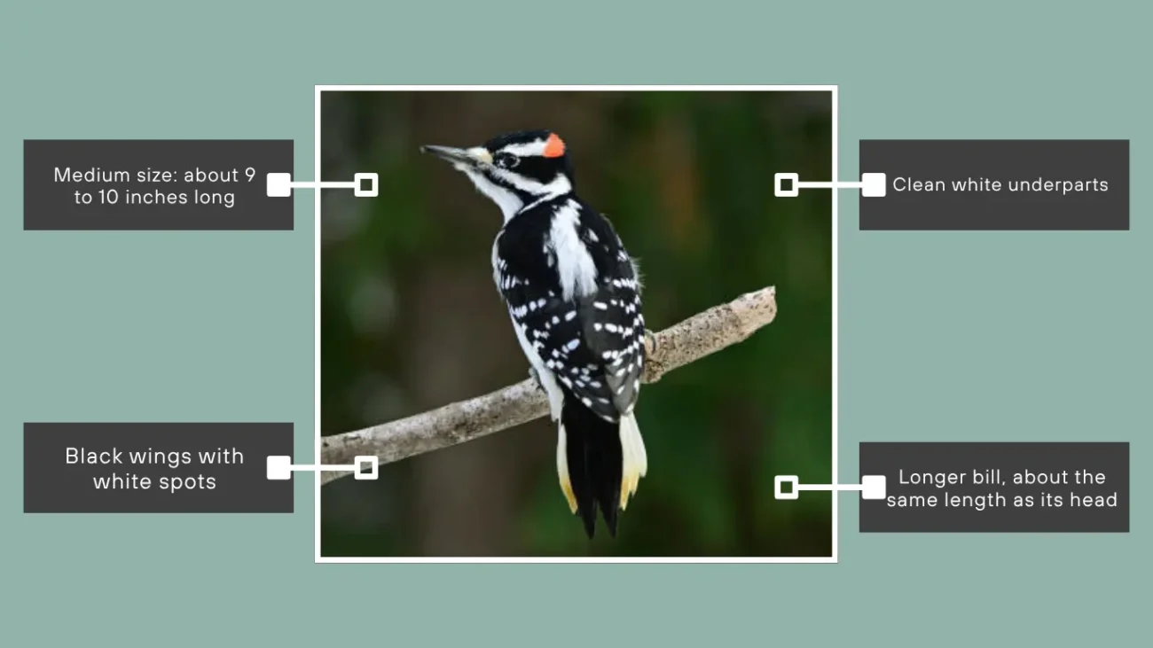 Hairy Woodpecker