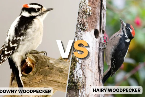 Hairy Woodpecker vs Downy Woodpecker What Are Difference