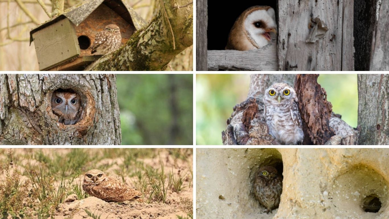 Types of Owl Nests