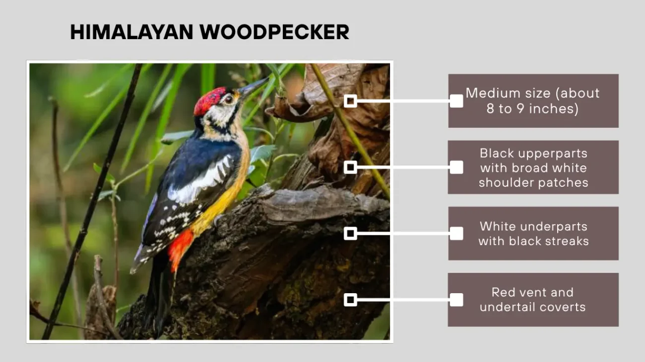 Himalayan Woodpecker