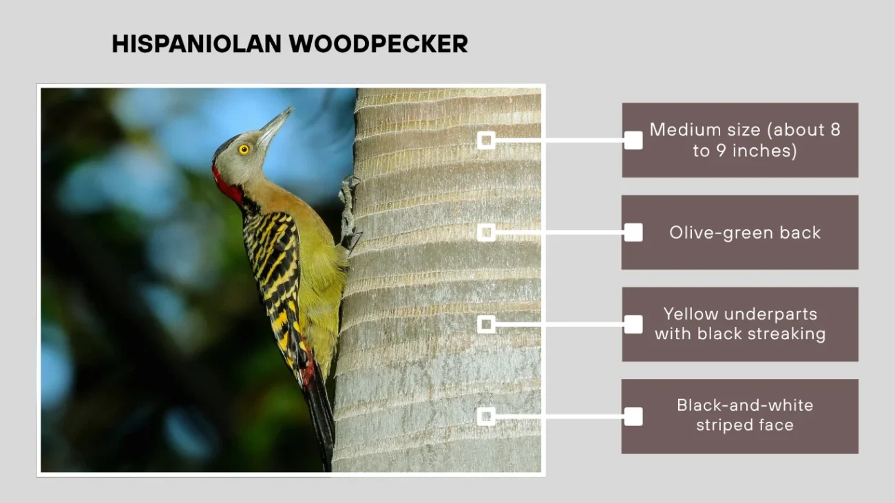 Hispaniolan Woodpecker