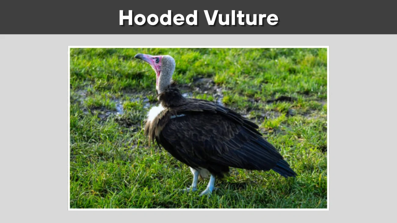Hooded Vulture