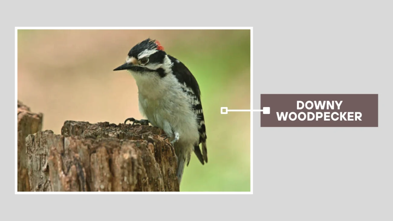 Downy Woodpecker