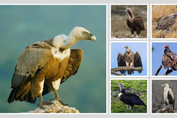 25 Types of Vultures: Identification With Pictures 