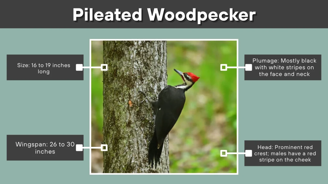 Pileated Woodpecker