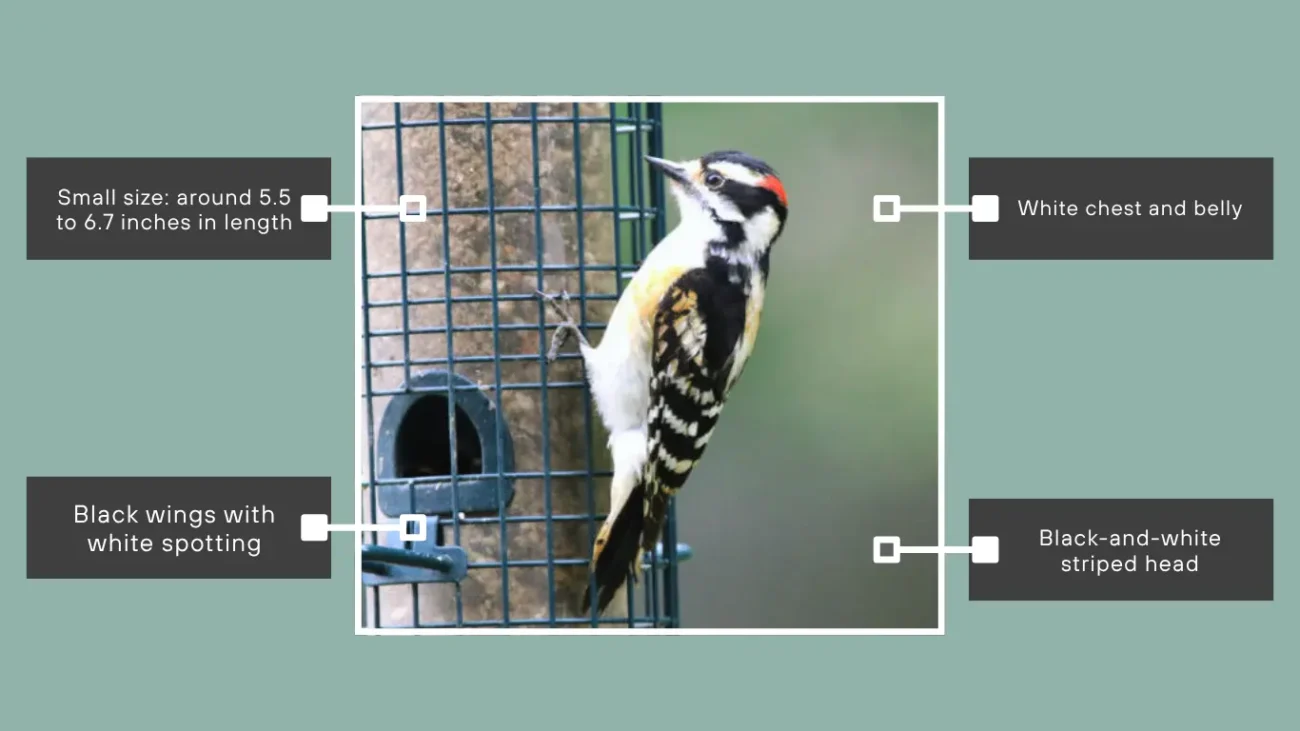 Downy Woodpecker