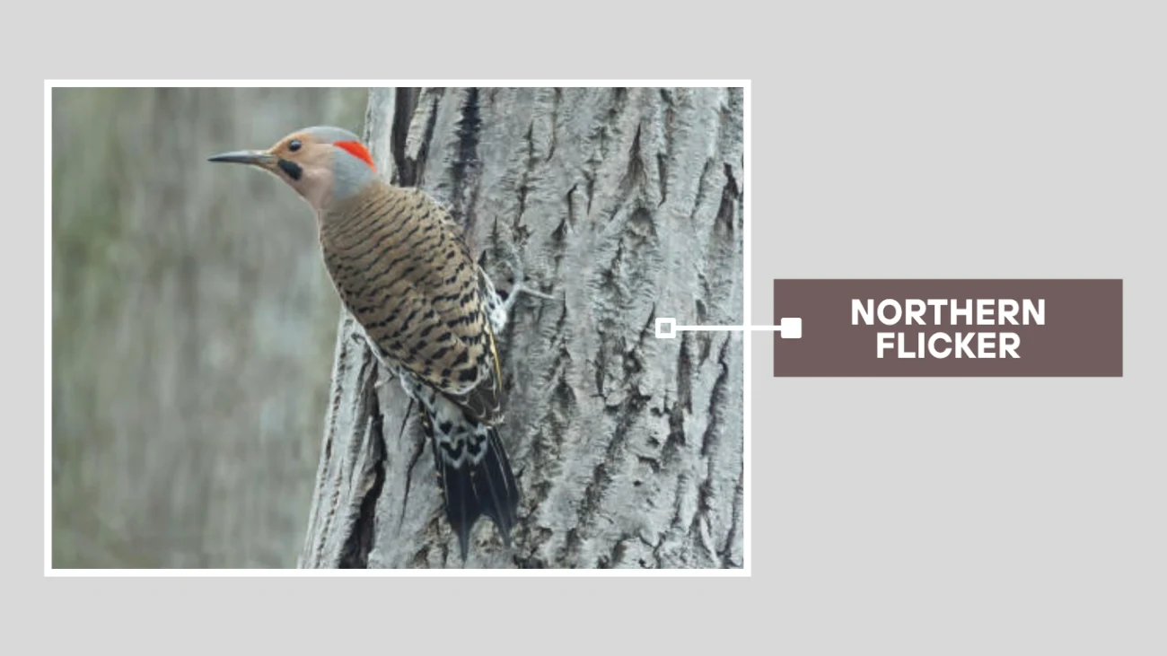Northern Flicker