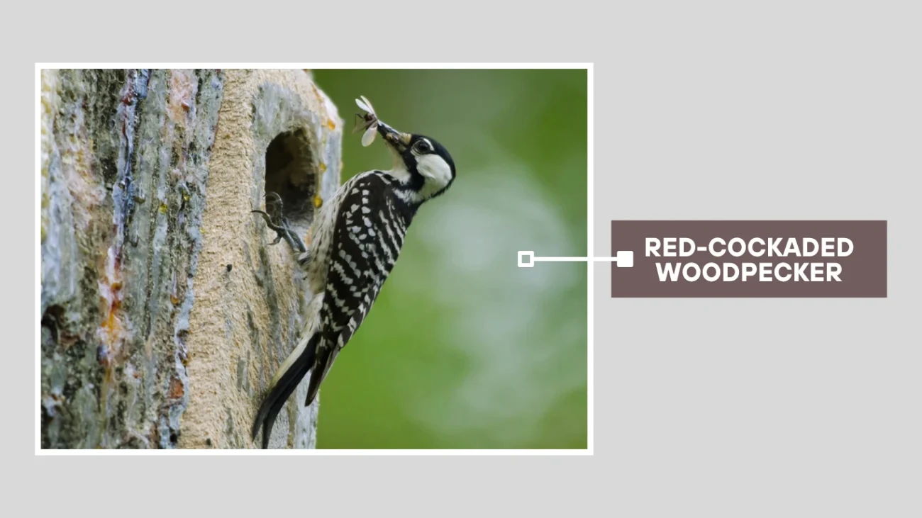 Red-cockaded Woodpecker