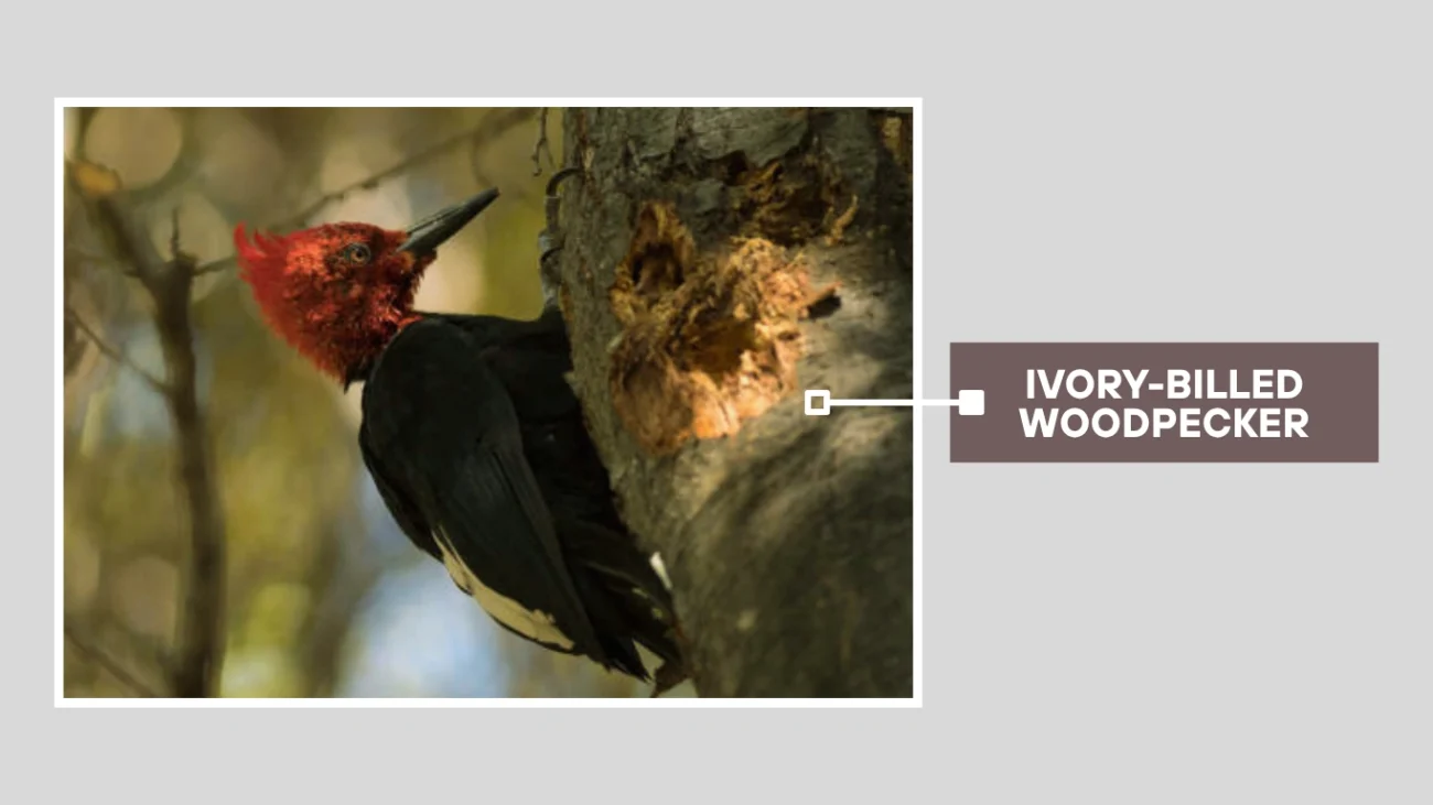 Ivory-billed Woodpecker
