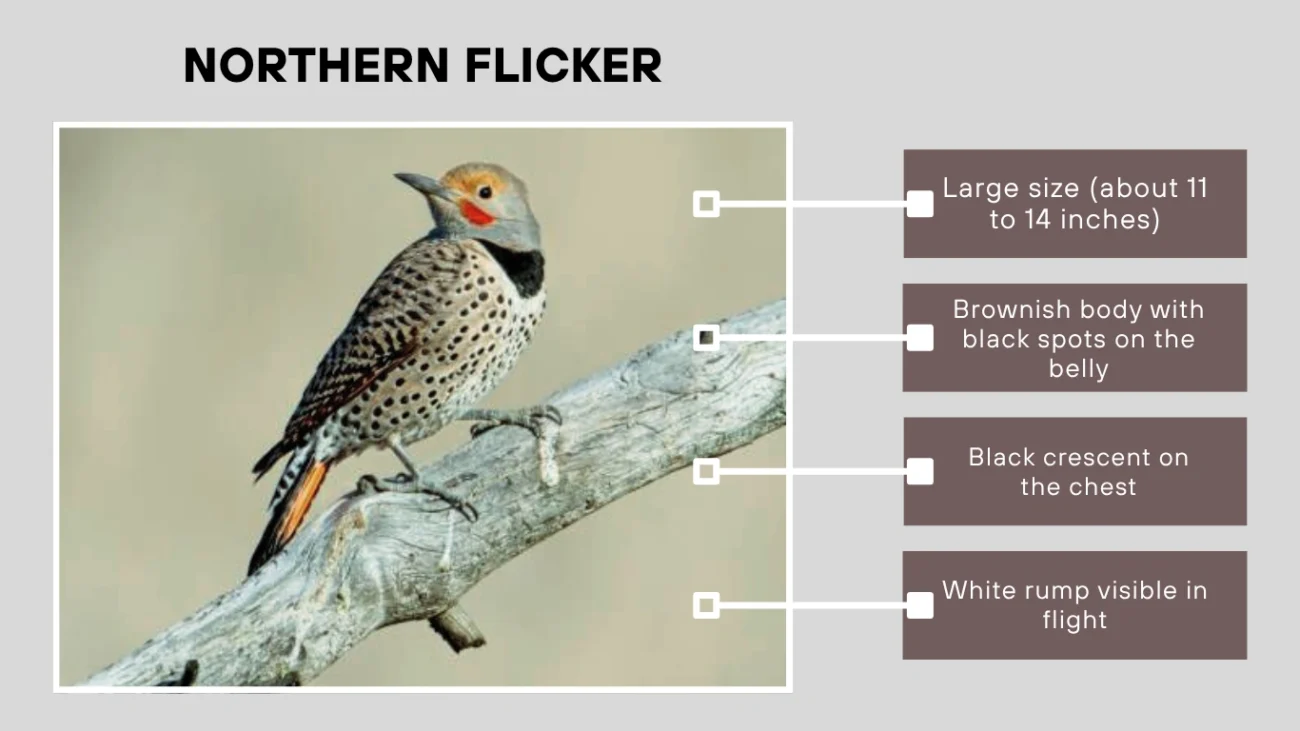 Northern Flicker