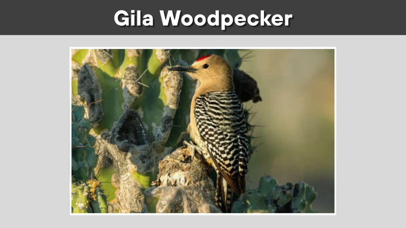 Gila Woodpecker