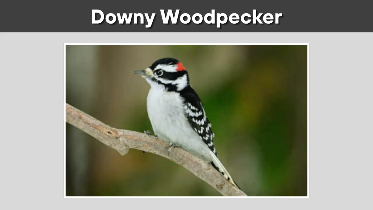 Downy Woodpecker