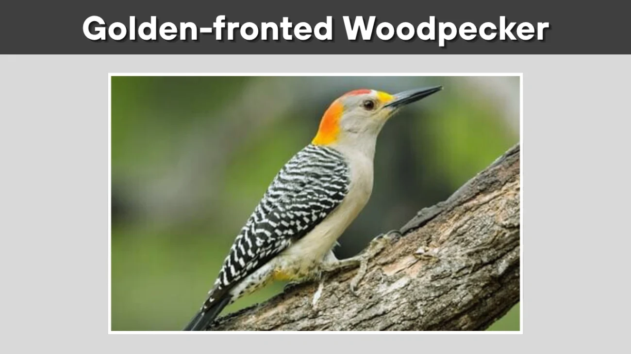 Golden-fronted Woodpecker