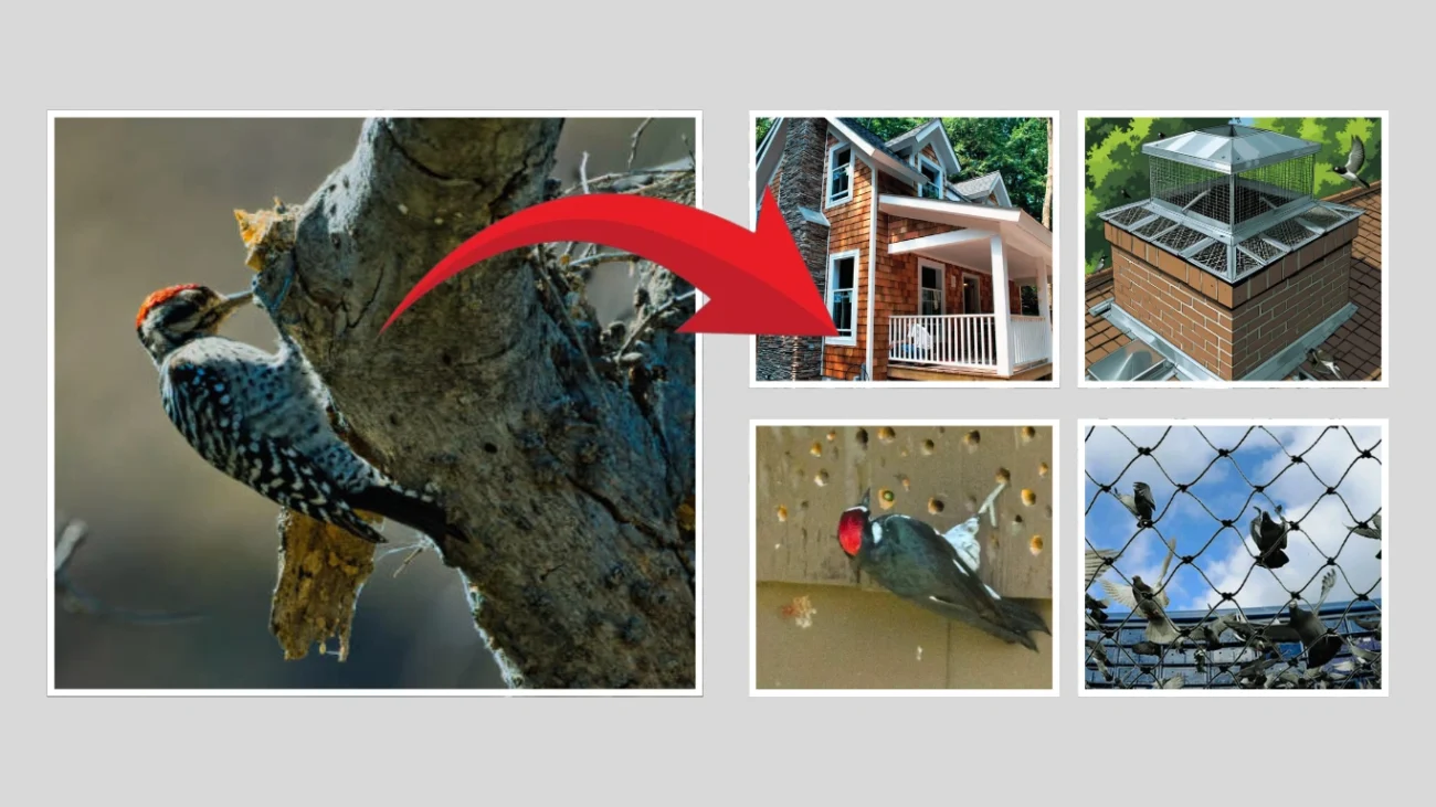 How to Get Rid of Woodpeckers Based on Location