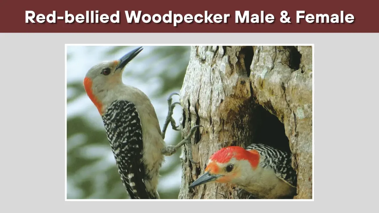 How to Identify Them at Feeders or in the Wild