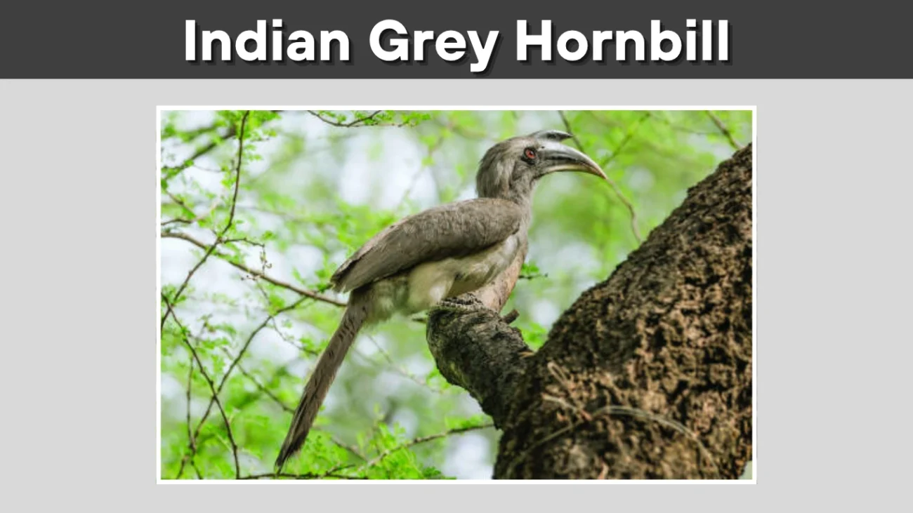 Indian Grey Hornbill