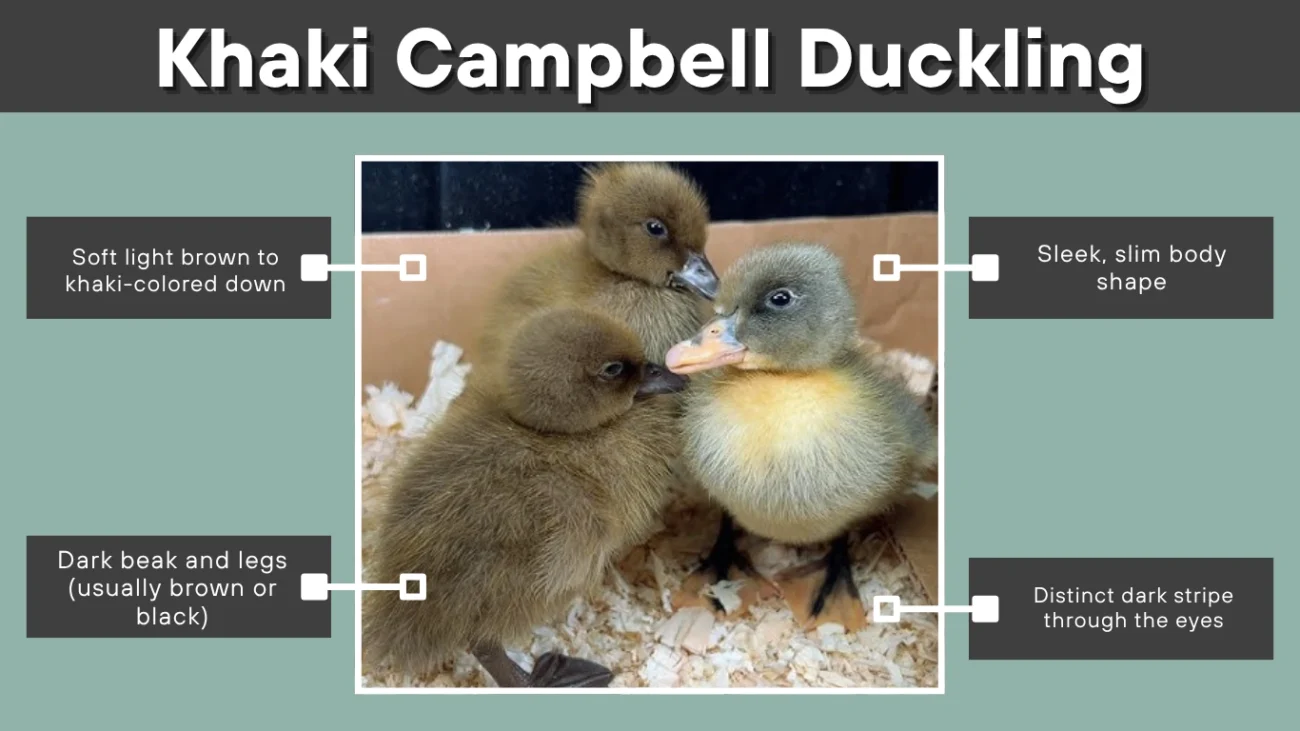 Khaki Campbell Duckling
