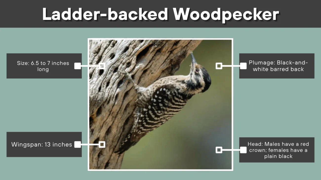 Ladder-backed Woodpecker