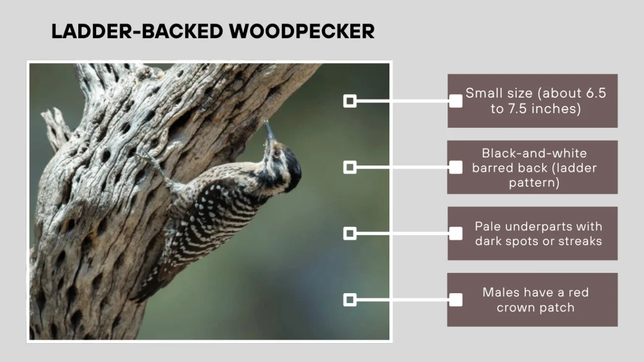 Ladder-backed Woodpecker