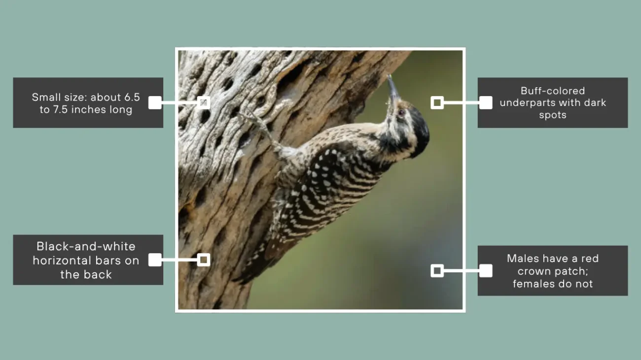 Ladder-backed Woodpecker