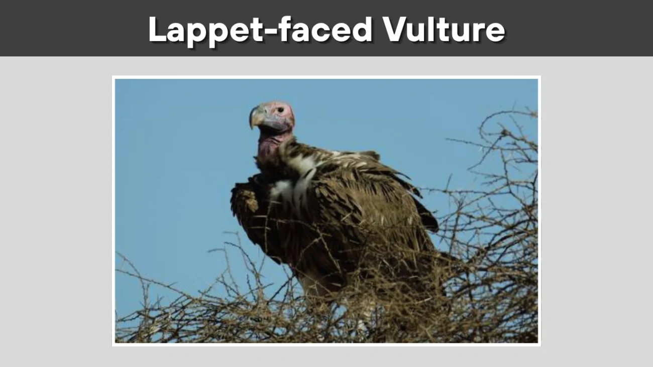 Lappet-faced Vulture