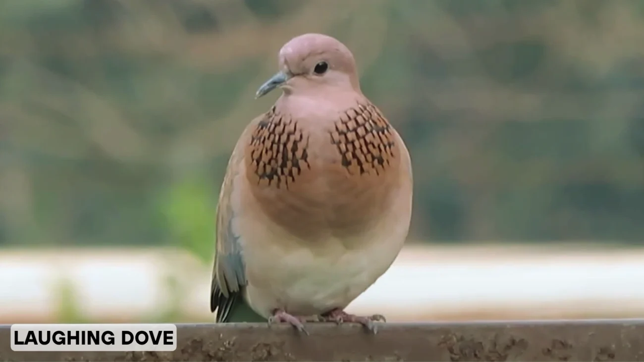 Laughing Dove