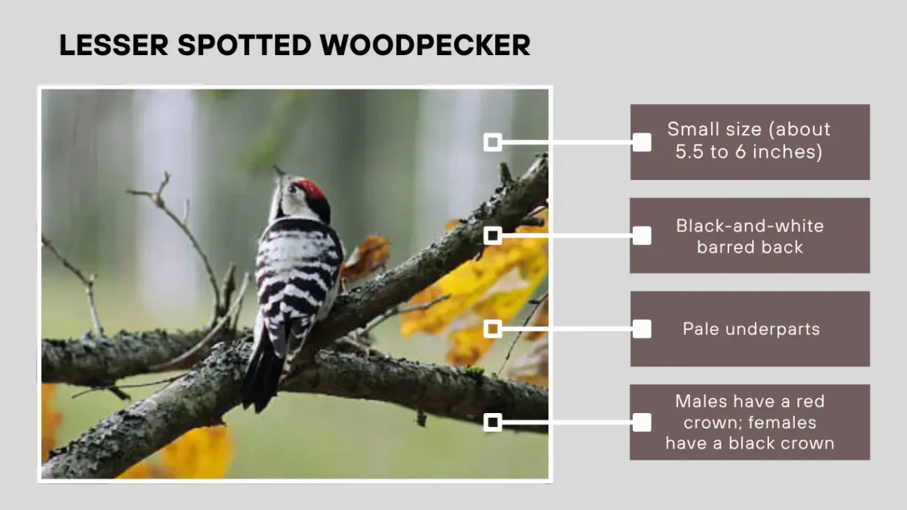 Lesser Spotted Woodpecker