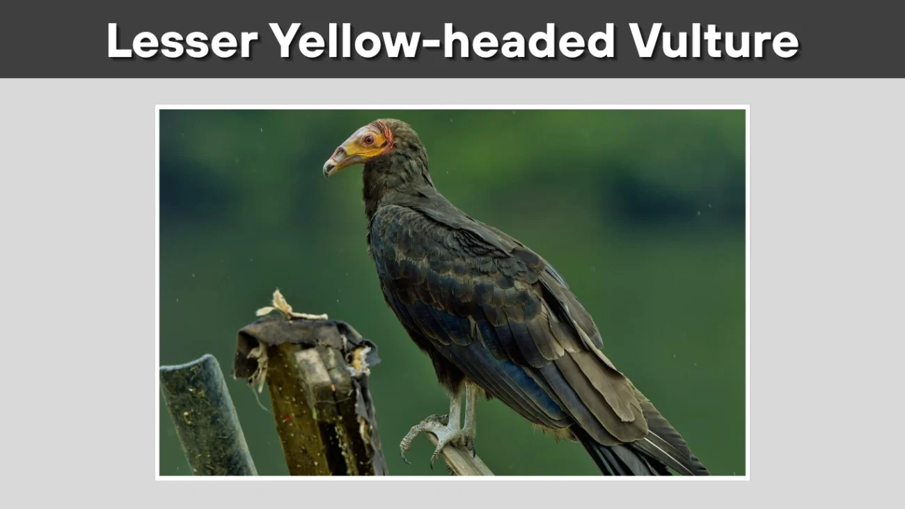 Lesser Yellow-headed Vulture