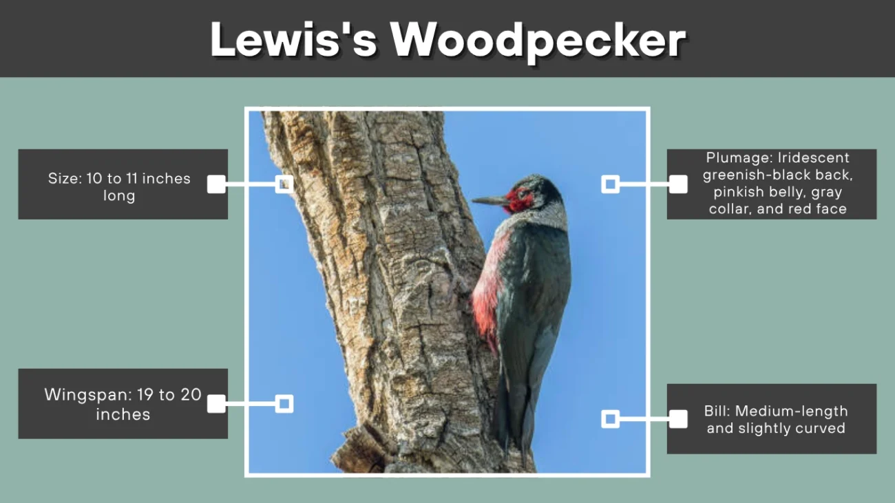 Lewis's Woodpecker