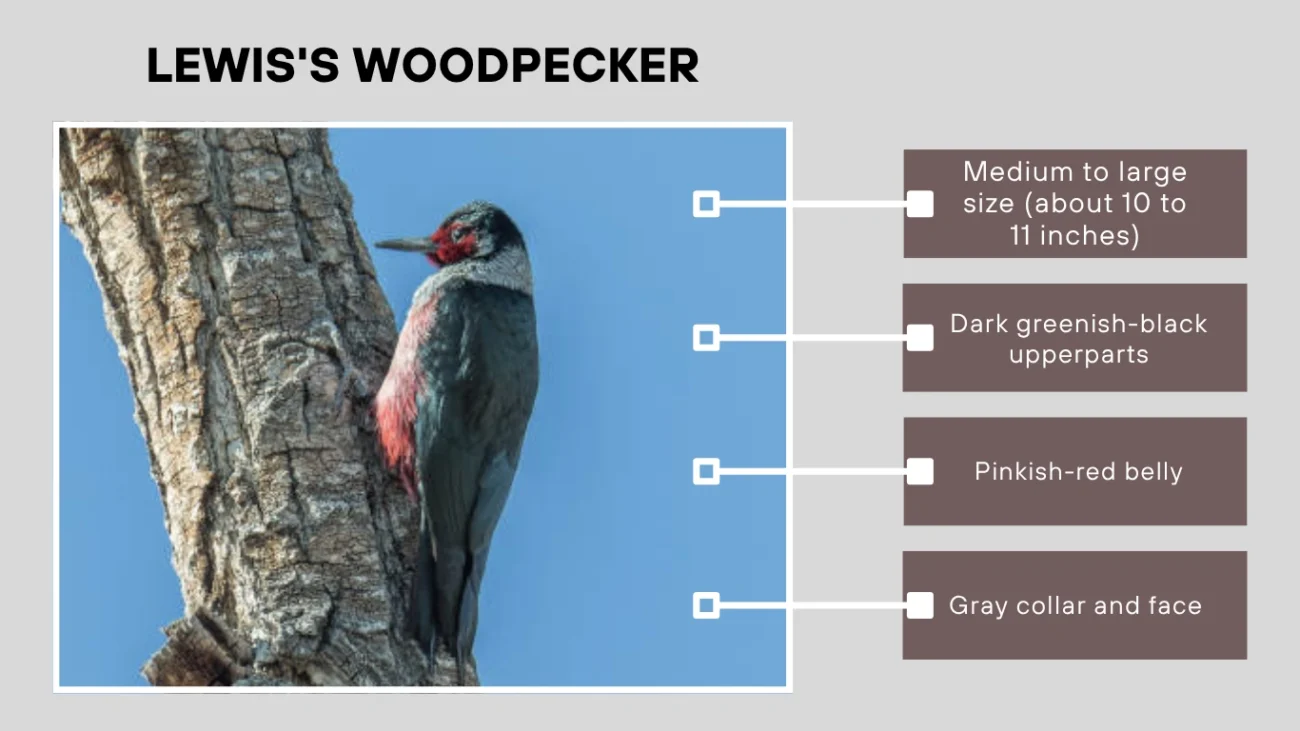 Lewis's Woodpecker
